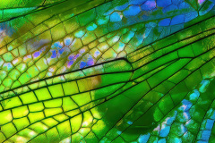Nature`s Stained Glass