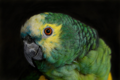Portrait Of A Parrot