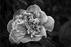 Peony