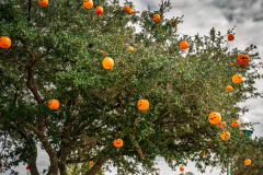 Pumpkin Tree