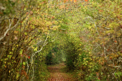Portal To Autumn