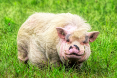 Piggy