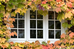 Ivy Framing Window In The Fall