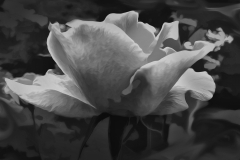 A Peony In Black And White