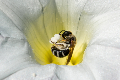 Bee On White Flower