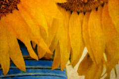 The Joy Of Sunflowers