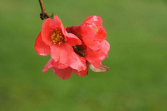 Flowering Quince