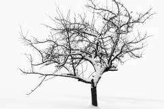 Just A Tree In The Snow