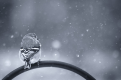 Goldfinch In Snow