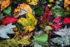 Leaves In A Puddle