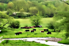 Cows In Pasture