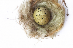Egg & Nest