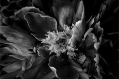 Peony In Black And White