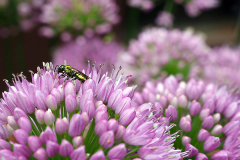 Allium And Insect