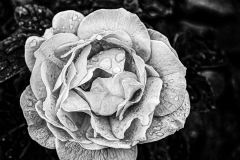 Rose In Black And White