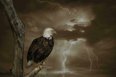 An Eagle Earns Its Honor From The Storms It Endures