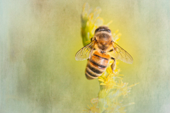 Honey Bee's Dream
