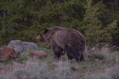 Yellowstone Grizzly With Cub