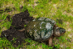 Tortoise And Her Nest