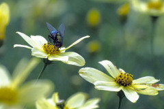 Insect And Coreopsis