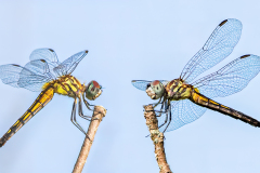 Dragonfly Face Off Composite