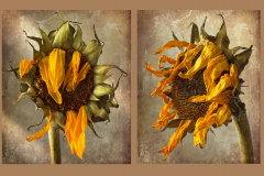 Dead Sunflower Duo