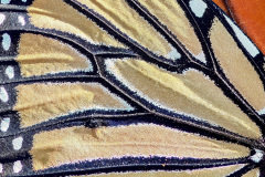 Butterfly Abstract