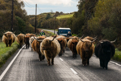 Highland Cattle Drive Mull