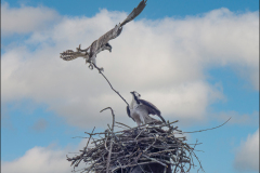 Building Their Home