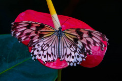 Rice Paper Butterfly