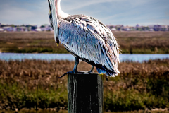 Mr. Pelican Is Watching You