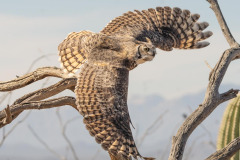 Great Horned Owl In The Desert