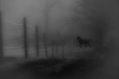 Black Horse In Pasture