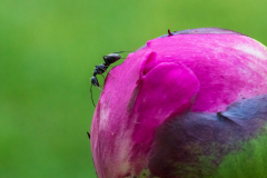 Ant On A Peony Bud