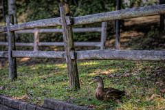 Duck Fence