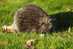 The Porcupine