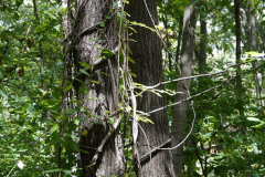 Climbing Vines