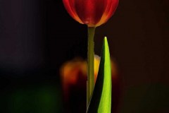 Singular Tulip