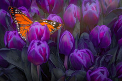 Purple Tulips With Butterfly