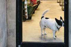 Very Shy Flower Shop Guard Dog