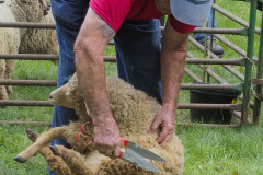 The Shearing Tool