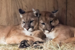 Peaceful Pumas
