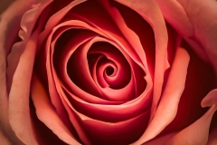 Eye of the Rose