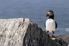 Puffin On The Rocks