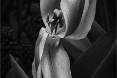 Tulip And Hyacinth