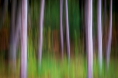 Forest ICM