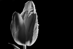 Black And White Tulip