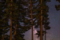 Milky Way Through Pines