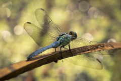 Dragonfly At Ann Lee Pond