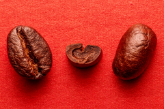 Anatomy Of A Coffee Bean